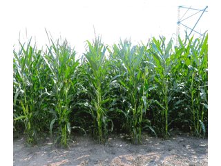 122+/- Acre parcel of land with 56+/- tillable, 65+/- woods, and pasture land plus a small creek running through property.

The cell tower is not included with this farm.
 - Tillable Land, Recreational Land, Woods, Pasture Land & Small Creek